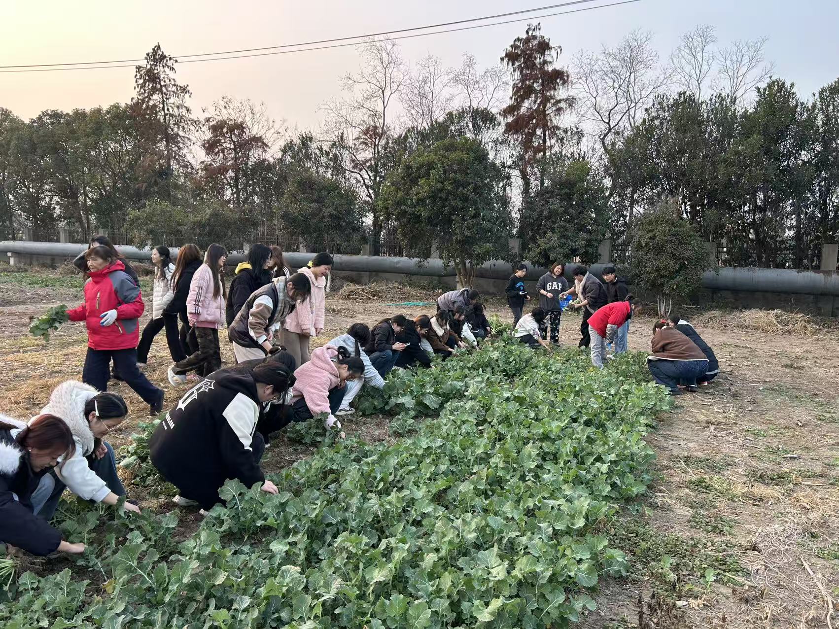 劳动田间践思政,三全育人润初心——海门学院开展劳动教育实践活动